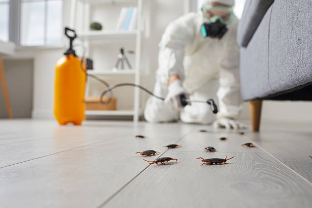 Post-Treatment Bed Bug Interceptor Monitoring in New Stanton